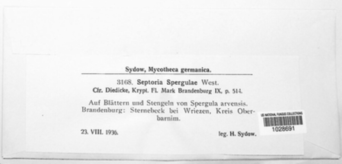 Caryophylloseptoria spergulae image